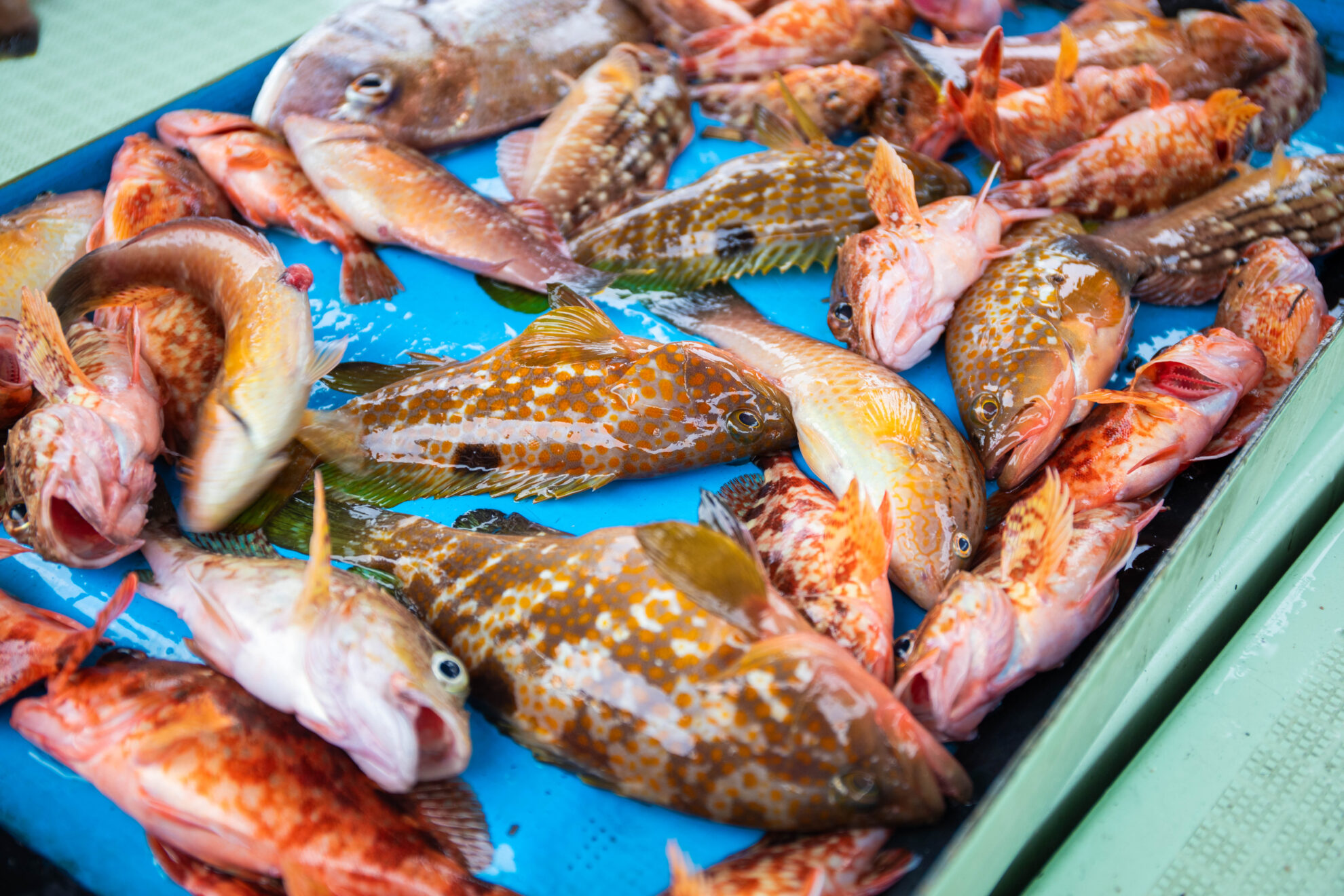 秋の天草で釣れる魚