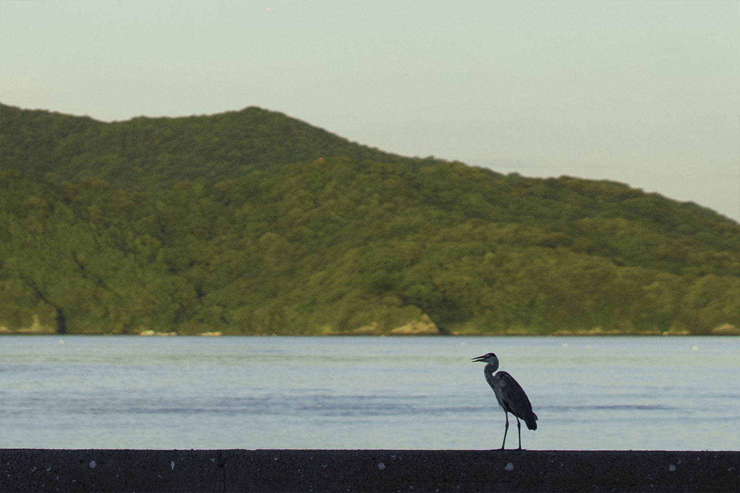 龍ヶ岳プランはどんな人におすすめ？静かな海の上で過ごす特別な釣り体験