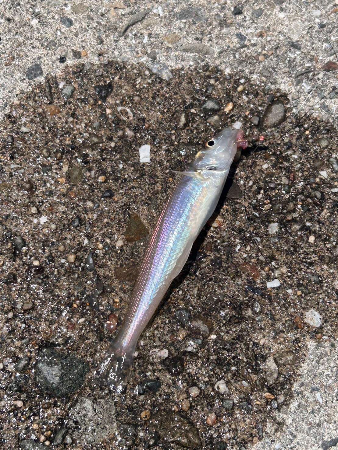 【夏】天草の夏は「初心者のベストシーズン」